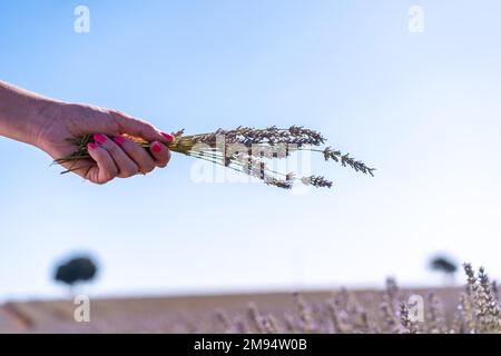 Mani di una donna che raccoglie lavanda in un campo di lavanda con fiori viola, stile di vita Foto Stock