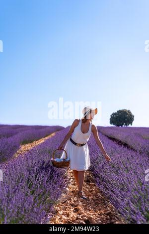 Lifestyle, una donna in un campo estivo di lavanda che raccoglie fiori Foto Stock