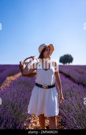 Lifestyle, una donna in un campo estivo di lavanda che raccoglie fiori in estate Foto Stock