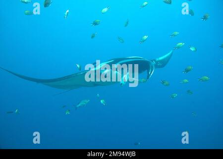 Manta Ray vola nelle acque cristalline di Raja Ampat, Indonesia Foto Stock