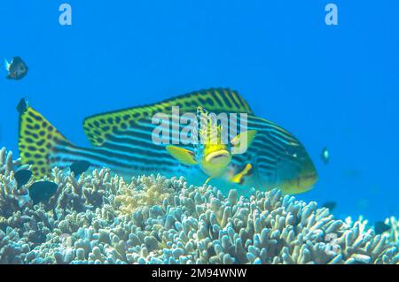 Due pesciolini a fascia diagonale sulla barriera corallina . Sembrano padre e figlio Foto Stock
