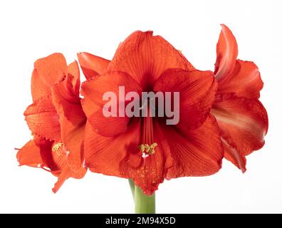 Hippeastrum "cuore rosso", Amaryllis (Hippeastrum x hortorum) Foto Stock