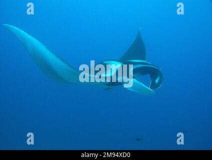 Manta Ray vola nelle acque cristalline di Raja Ampat, Indonesia Foto Stock