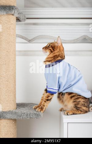 Il gatto domestico nei vestiti gioca con un albero del gatto nel paese. Foto Stock