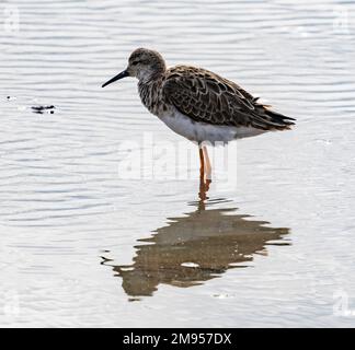 marsh Sandpiper (Tringa stagnatilis), un piccolo wader, Amboseli National Park, Kenya, Africa Foto Stock