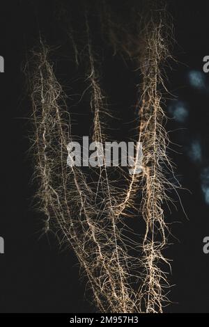 Un primo piano di lichene di albero di Natale di Usnea longissima in sfondo sfocato Foto Stock