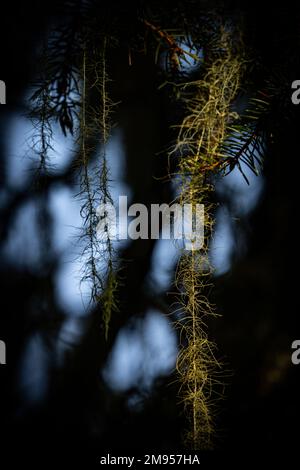 Un primo piano di lichene di albero di Natale di Usnea longissima in sfondo sfocato Foto Stock