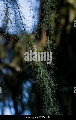 Un primo piano di lichene di albero di Natale di Usnea longissima in sfondo sfocato Foto Stock