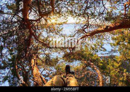 Bella vista attraverso i rami di un pino nella giornata invernale soleggiato Foto Stock