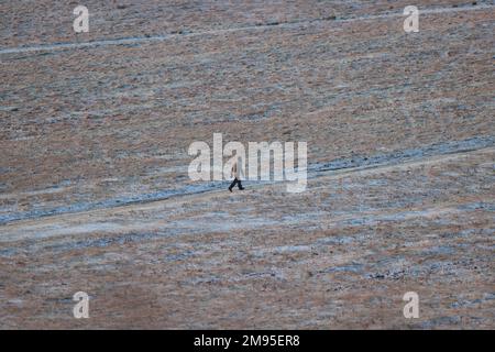 Leicestershire, Inghilterra, 2023. Tempo nel Regno Unito: Durante la notte il gelo ha visto una fredda alba sulla zona di Bradgate Park della città. Credit: James Holyoak/Alamy Live News Foto Stock