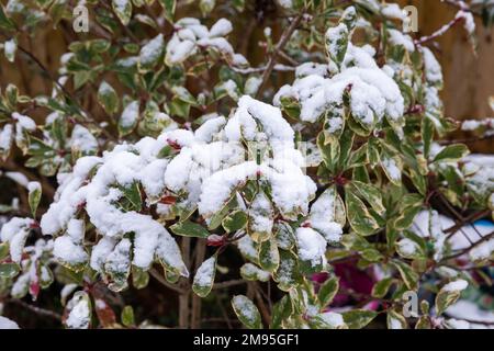 Truro, UK, 17th gennaio 2023, questa mattina c'era un'abbondante copertura di neve in un giardino a Truro, in Cornovaglia, cosa insolita per la zona. Le scuole locali hanno ritardato l'apertura e alcune sono chiuse a causa delle condizioni del ghiaccio. La previsione è per una temperatura massima di 5C tutto il giorno con ulteriori docce di neve più tardi oggi o questa sera.Credit: Keith Larby/Alamy Live News Foto Stock