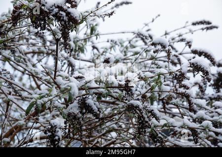 Truro, UK, 17th gennaio 2023, questa mattina c'era un'abbondante copertura di neve in un giardino a Truro, in Cornovaglia, cosa insolita per la zona. Le scuole locali hanno ritardato l'apertura e alcune sono chiuse a causa delle condizioni del ghiaccio. La previsione è per una temperatura massima di 5C tutto il giorno con ulteriori docce di neve più tardi oggi o questa sera.Credit: Keith Larby/Alamy Live News Foto Stock