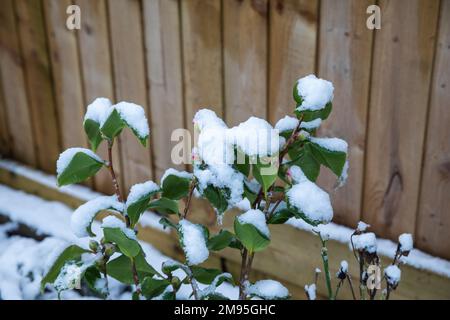 Truro, UK, 17th gennaio 2023, questa mattina c'era un'abbondante copertura di neve in un giardino a Truro, in Cornovaglia, cosa insolita per la zona. Le scuole locali hanno ritardato l'apertura e alcune sono chiuse a causa delle condizioni del ghiaccio. La previsione è per una temperatura massima di 5C tutto il giorno con ulteriori docce di neve più tardi oggi o questa sera.Credit: Keith Larby/Alamy Live News Foto Stock