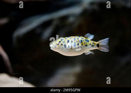 Pesce di mare verde o pesce di mare (Dichotomyctere nigroviridis) nuoto con uno sfondo scuro Foto Stock