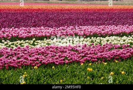 Campi di tulipani in fiore in primavera, il 23 aprile 2022, a Noordwijk, nei Paesi Bassi fioritura primaverile dei tulipani Foto Stock