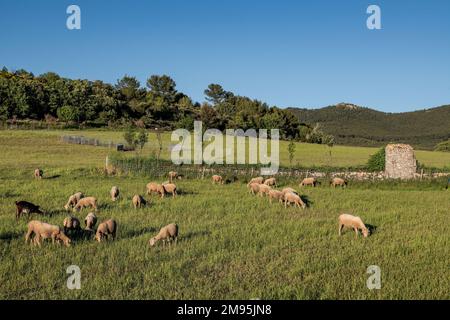 Allevamento di ovini nei pressi della frazione di Kirbon a Trets (Francia sud-orientale) Foto Stock