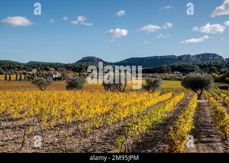 Cassis (Francia sud-orientale): Vigneti della tenuta Cassis Bodin. Vigneti in autunno e paesaggio, azienda vinicola, vini della Provenza Foto Stock