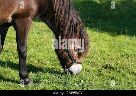 Pony Exmoor che pascolano su un campo d'erba. Foto Stock