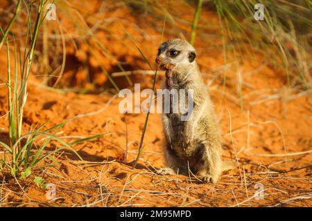Baby Meerkat (Suricata suricatta) mangiare e si alza in piedi con uno scorpione in bocca. La coda dello scorpione è sospesa. Kalahari, Sudafrica Foto Stock