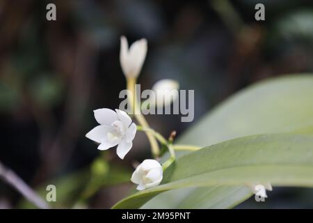 Un primo piano di orchidea di faggio (Dendrobium falcorostrum) e una foglia verde su sfondo sfocato Foto Stock