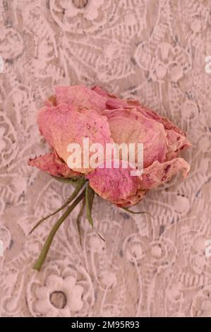 Rosa essicato giacente con il suo gambo su legno dipinto di bianco con motivo floreale Foto Stock