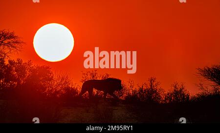 Leone africano che cammina in cima alla duna all'alba nel parco nazionale di Kgalagadi, Sudafrica; famiglia felidae panthera leo di specie Foto Stock