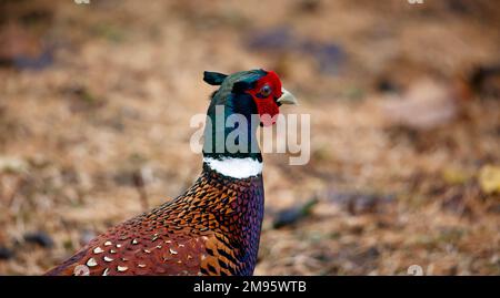 Fagiano maschio che foraging per alimento nei margini del bosco Foto Stock