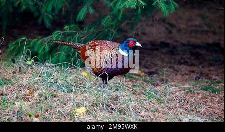 Fagiano maschio che foraging per alimento nei margini del bosco Foto Stock