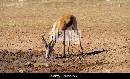 Springbok (Antidorcas marsupialis) Kgalagadi Transfrontier Park, Sudafrica Foto Stock