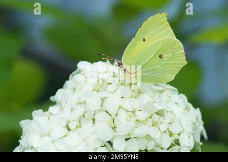 a butterfly with light wings sits on plant on a Sunny day Foto Stock