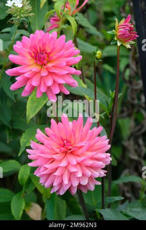 Dahlia 'Karma Fuchsiana', classificato come piccolo giglio d'acqua e piccolo tipo decorativo dahlia. Foto Stock