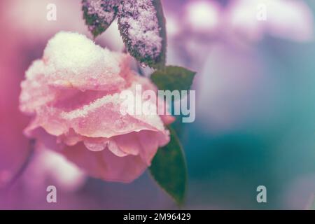 Rosa vintage in fiore coperta dalla prima neve. Natura sfondo Foto Stock
