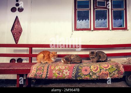 Tre gatti sdraiati su una panchina all'aperto in un cortile vicino alla casa Foto Stock