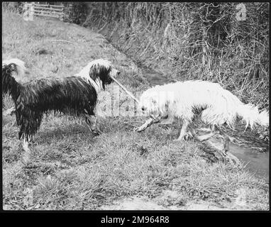 Due cani Bearded Collie bagnati hanno un "tiro di guerra" su un bastone! Foto Stock