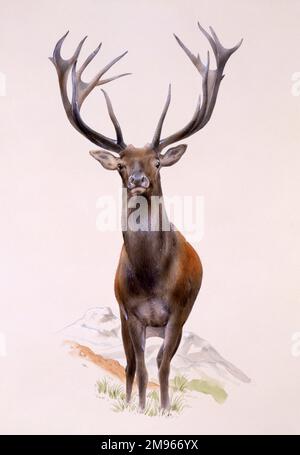 Un grande cervo rosso (Cervus elaphus), con formiche impressionanti. Dipinto di Malcolm Greensmith Foto Stock
