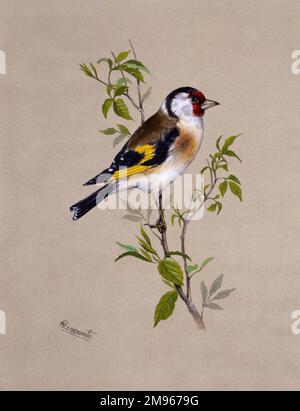 Un cardellino europeo maschio (Carduelis carduelis) si appende su un ramoscello sottile. Dipinto di Malcolm Greensmith Foto Stock