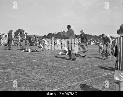 I padri sportivi partecipano a una gara di sacchi appositamente progettata per loro durante una giornata di sport scolastici a Seaford, Sussex. Molti di loro sono caduti, o sono in procinto di farlo. Foto Stock