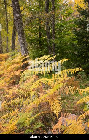 Bracken e boschi in autunno, Loch Lomond e Trossachs National Park, Scozia Foto Stock