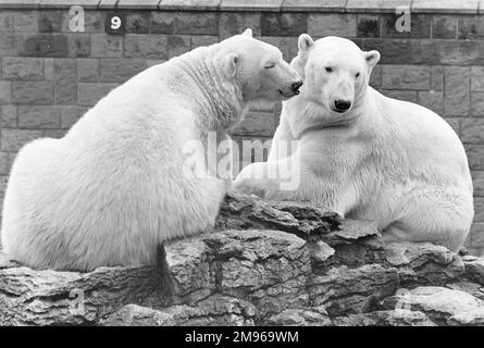 Due orsi polari seduti sulle rocce in uno zoo. Foto Stock