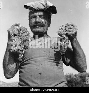 Un uomo in vigna, che tiene due grandi grappoli di uve bianche che ha appena raccolto. Foto Stock