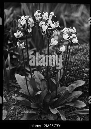 Dodecatheon Meadia (Shooting Star, American Cowslip, Indian Chief, Pride of Ohio, ecc.), un piccolo perenne erbaceo con petali rosa pallido. Foto Stock