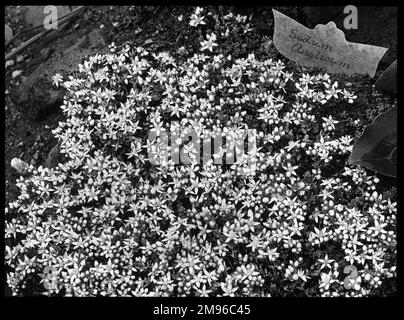Sedum Anglicum (Stonecrop inglese), pianta fiorita della famiglia delle Crassulacee. Ha fiori bianchi o rosa pallido, cresce bene su pareti e rocce, ed è comune nelle zone costiere. Foto Stock