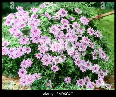 Clematis Nelly Moser, una pianta di arrampicata dura della famiglia Ranunculaceae (Gruppo Languinosa), con fiori in due tonalità di rosa. Foto Stock