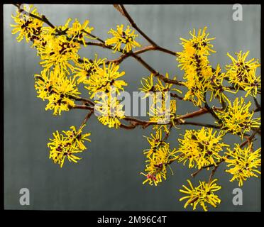 Hamemalis (o Hamamelis) Mollis (strega Hazel), un grande arbusto o un piccolo albero della famiglia Hamamelidaceae, nativo delle zone della Cina. Fiorisce dalla fine dell'inverno all'inizio della primavera, e i fiori gialli hanno un forte profumo. Foto Stock