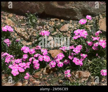 Dianthus Alpinus (Alpine Pink), pianta fiorita perenne della famiglia delle Caryophyllaceae. Visto qui crescere in un ambiente roccioso. Foto Stock