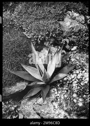 Agave Panyi o Parryi (Agave di Parry o Agave di Mescal), una pianta succulenta della famiglia delle Agavacee con foglie grigio-verdi, che assomigliano ad un carciofo gigante. Visto qui circondato da altre piante in un ambiente roccioso. Foto Stock