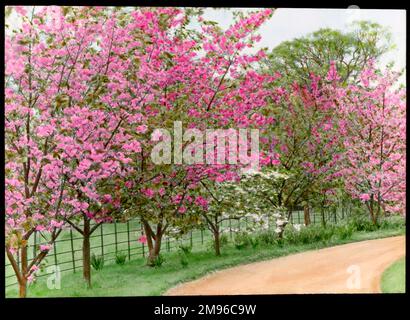 Prunus (albero di ciliegia fiorito), diversi alberi piantati lungo un sentiero, carico di fiori rosa in diverse tonalità. Foto Stock