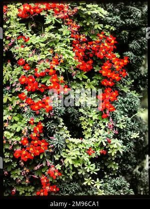 Tropaeolum Speciosum (Fiore di fiamma), pianta di arrampicata di nasturzio semiduro perenne della famiglia Tropaeolaceae, con fiori rossi cremisi. Foto Stock