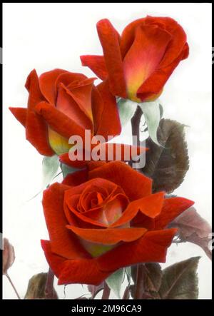 Tre rose rosso-arancio (famiglia Rosaceae) con un tocco di giallo, viste qui da vicino. Foto Stock