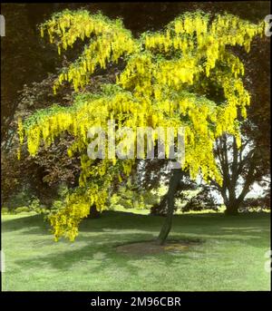 Un albero di Laburnum (catena d'Oro) della famiglia delle Fabaceae, visto qui in fiore pieno (giallo brillante), con un Faggio di rame o Faggio Viola (Fagus Sylvatica Purpurea) della famiglia delle Fagaceae sullo sfondo. Foto Stock